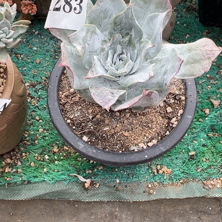 283号雪山多肉植物