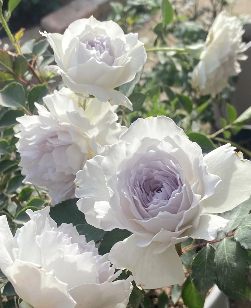 阿馥苑浓香大花【大天使】月季花苗