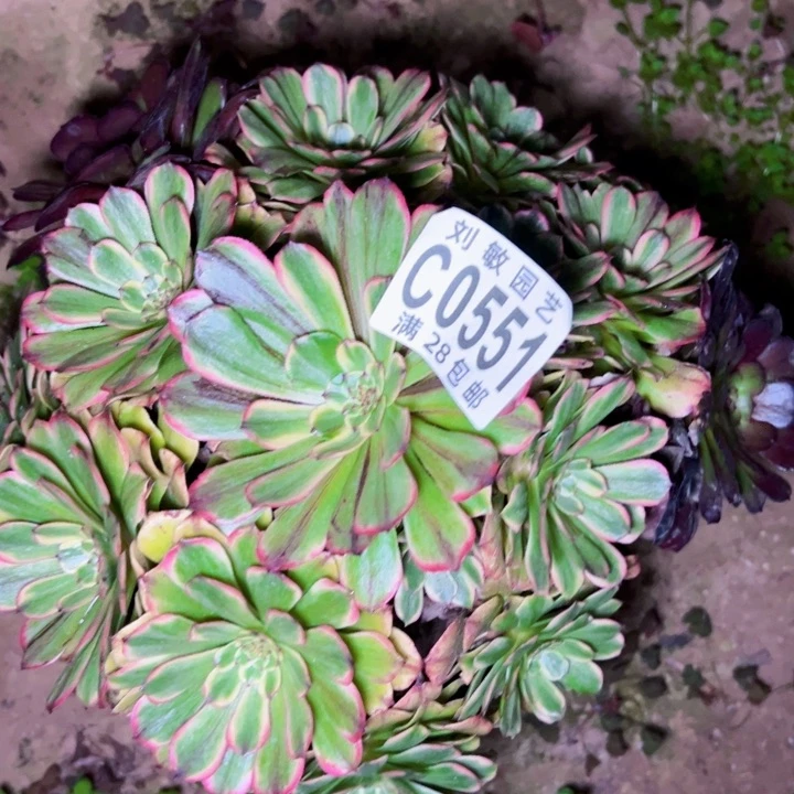 ?**口0551多肉植物法师法师