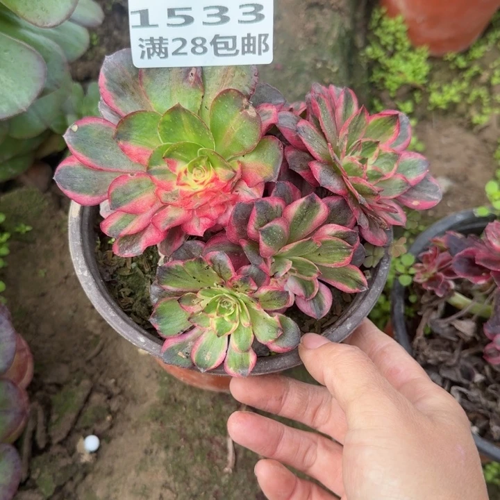 1533无售后纳福多肉
