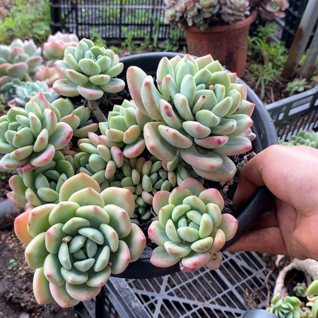 阿*.多肉植物望舒