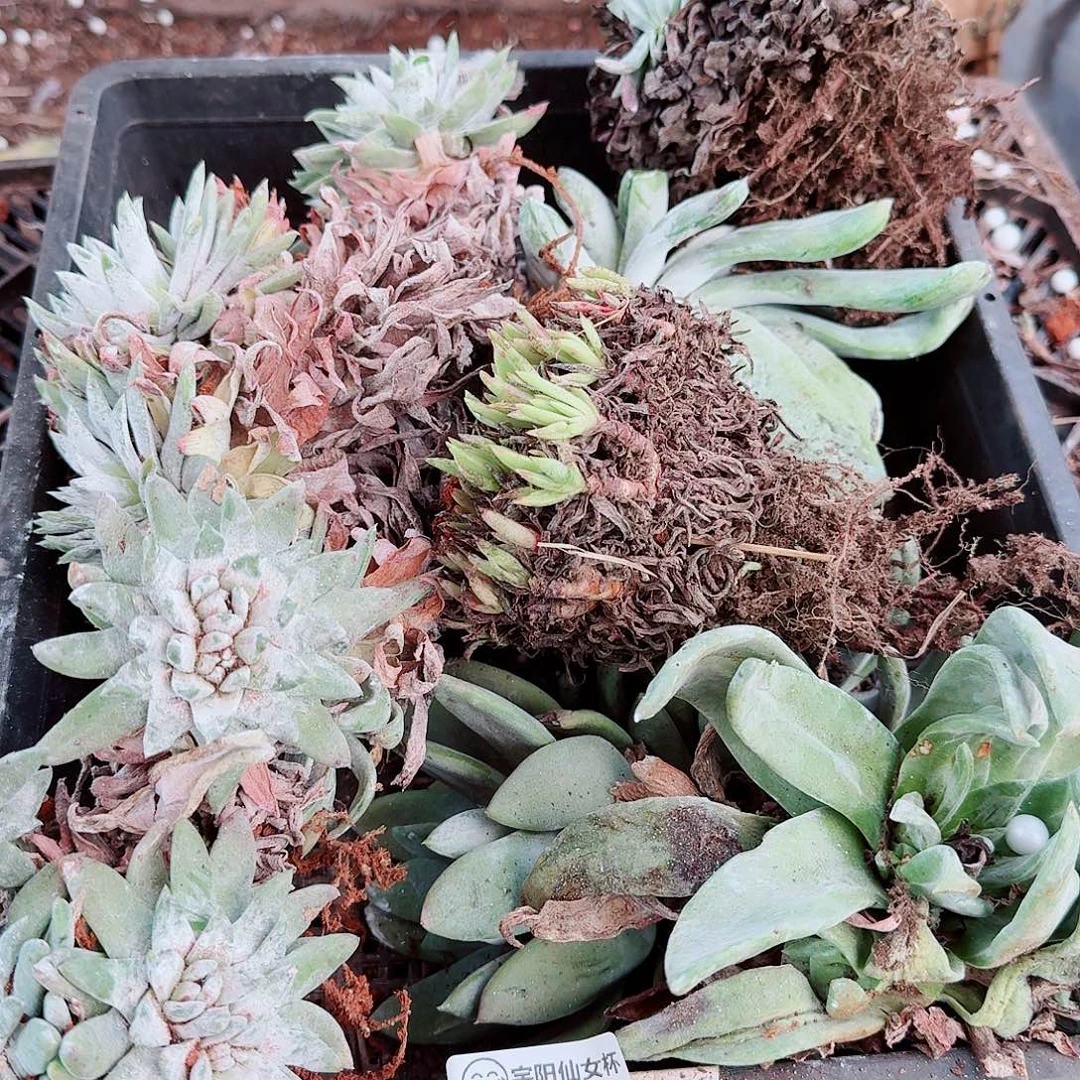 1970瑕疵框拍不售后