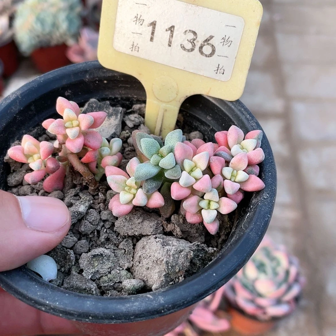 【闪购商品】花*贝1136号