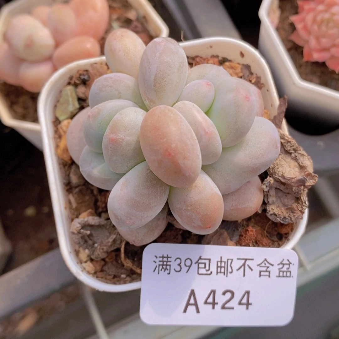 香水5cm多肉植物