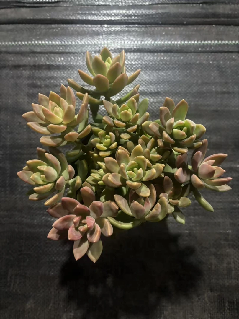精品布丁老桩多肉植物组合带盆带土好养室内外绿植盆栽