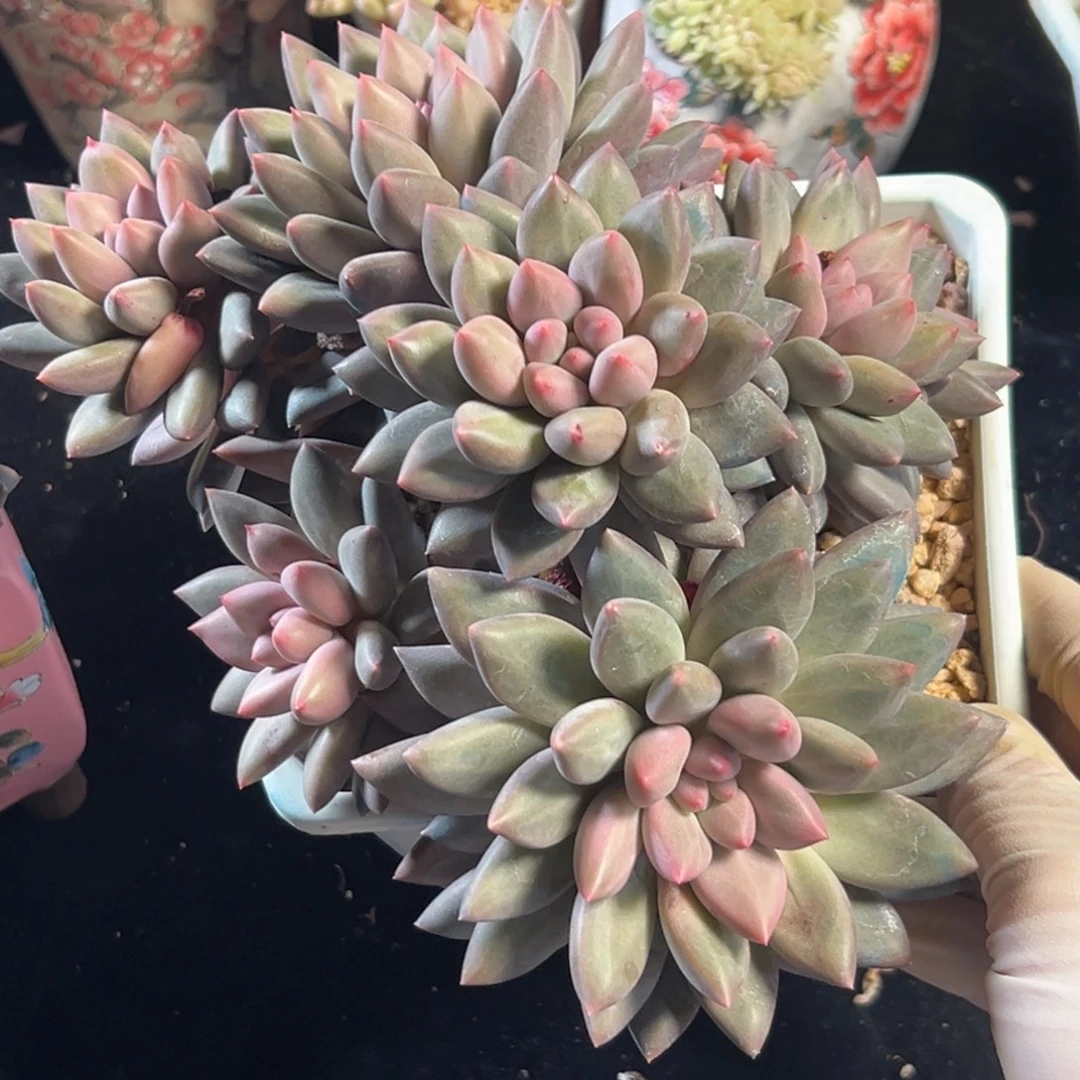 新年快乐 新年快乐