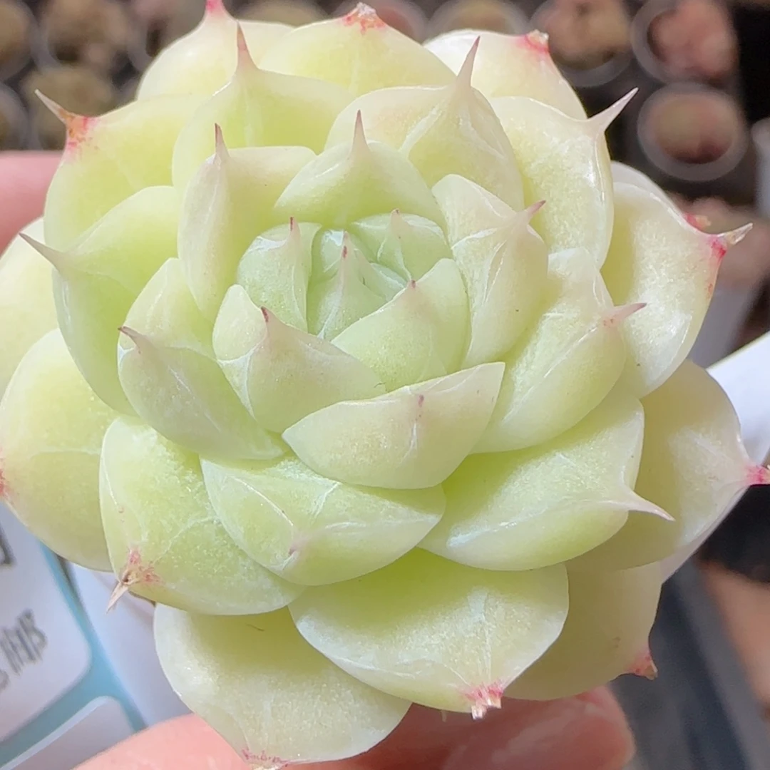 花语多肉1224-163