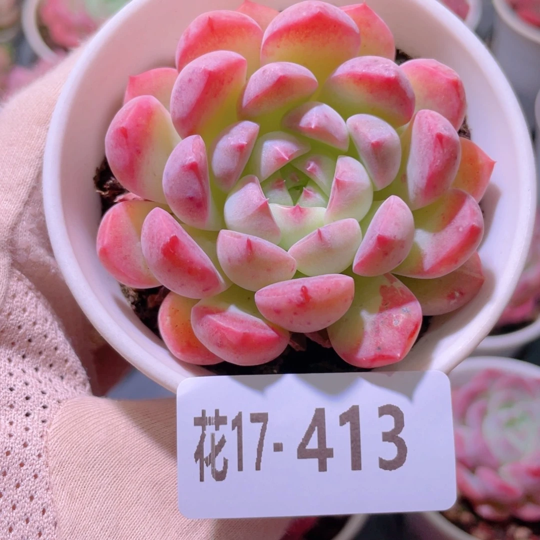 花利美17-413新品