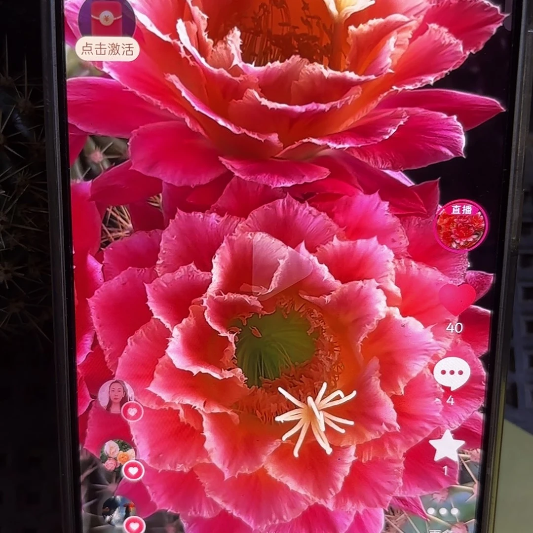 270毛侧牙5公分20包邮7