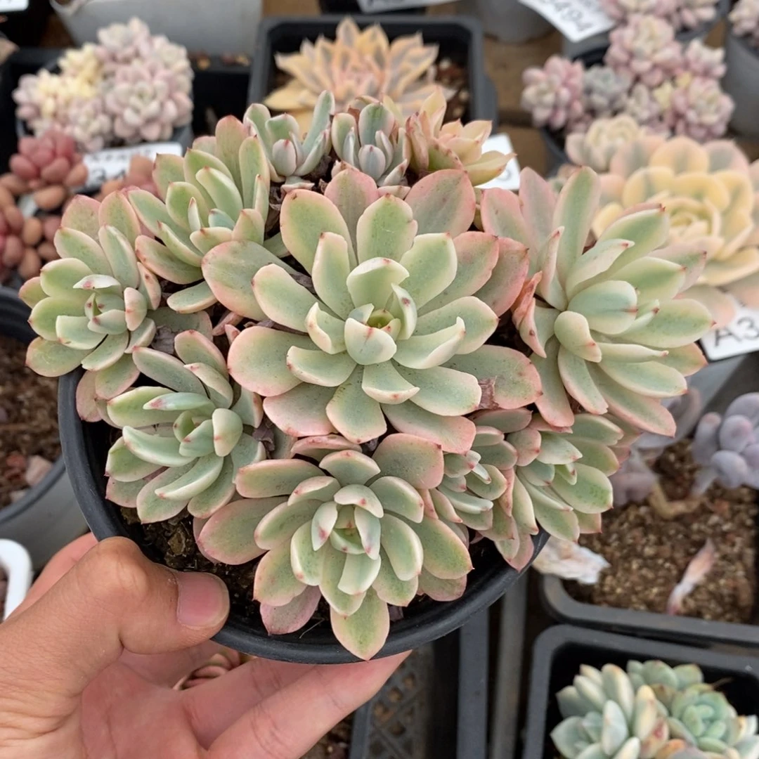花车锦多肉植物A3508