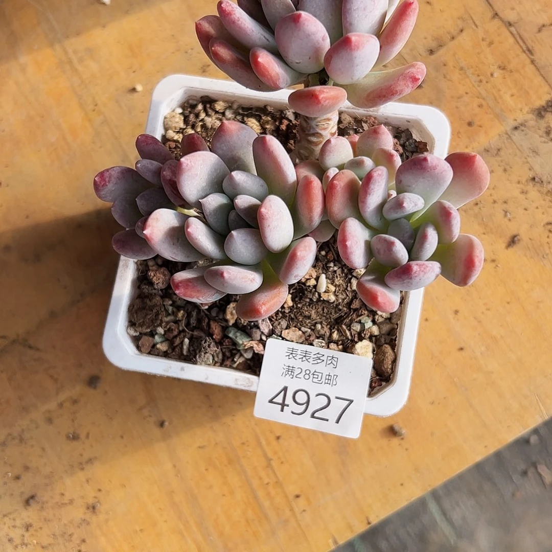 9号我们的确是一4927