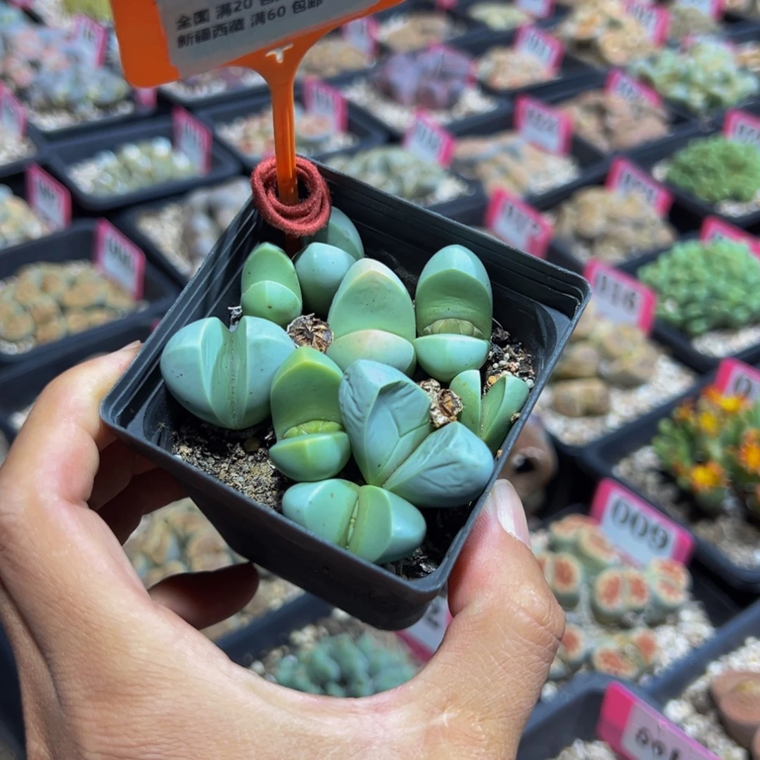 780 一物一拍，默认有伤，介意勿拍，不退不换