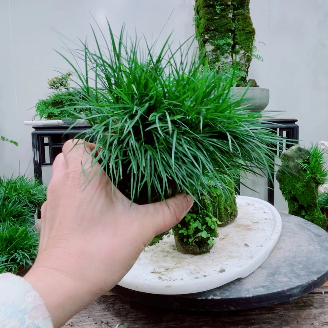 无铅玻璃3****5铁线蕨铁线蕨铁线蕨