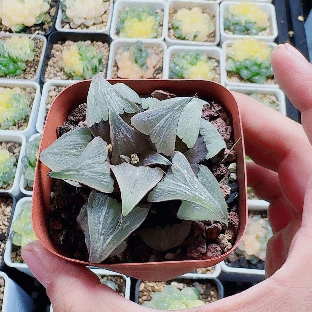 阳***y无花朵十二卷 泉水福利