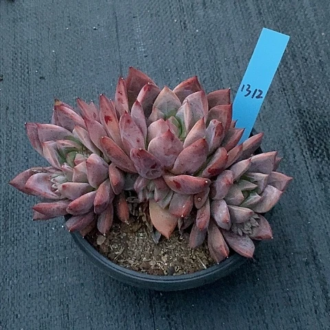 挺*✨1312多肉植物老桩