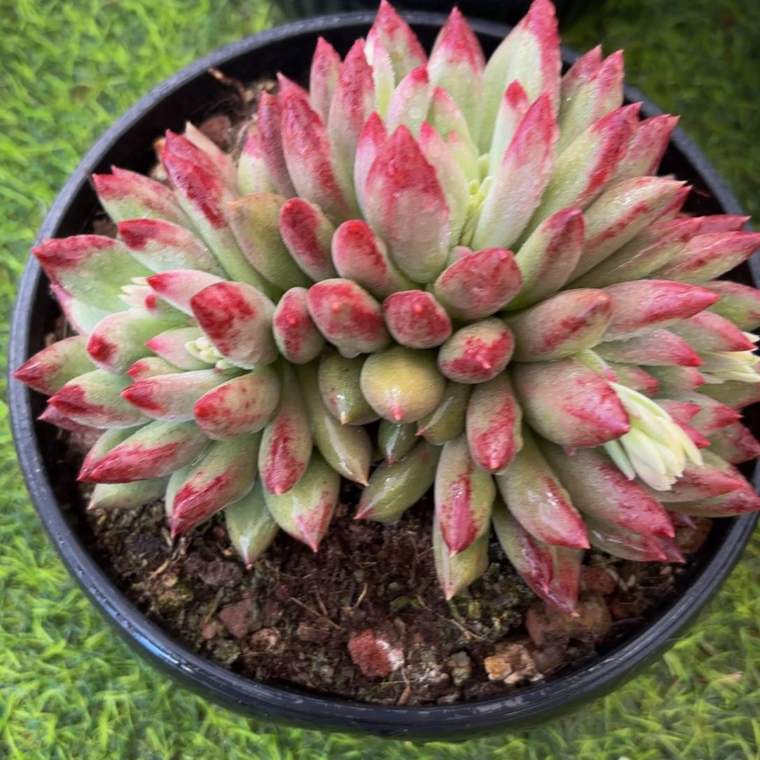 Jbhiiuuuggjhbhhjjhhhh