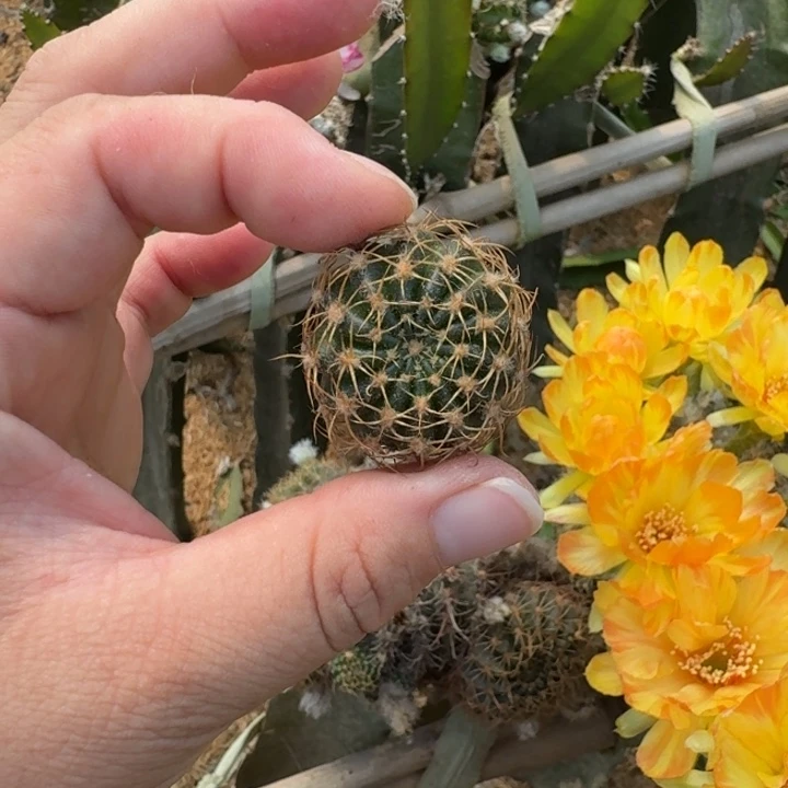 210混荷花歪无根侧牙3公分左右，20包邮