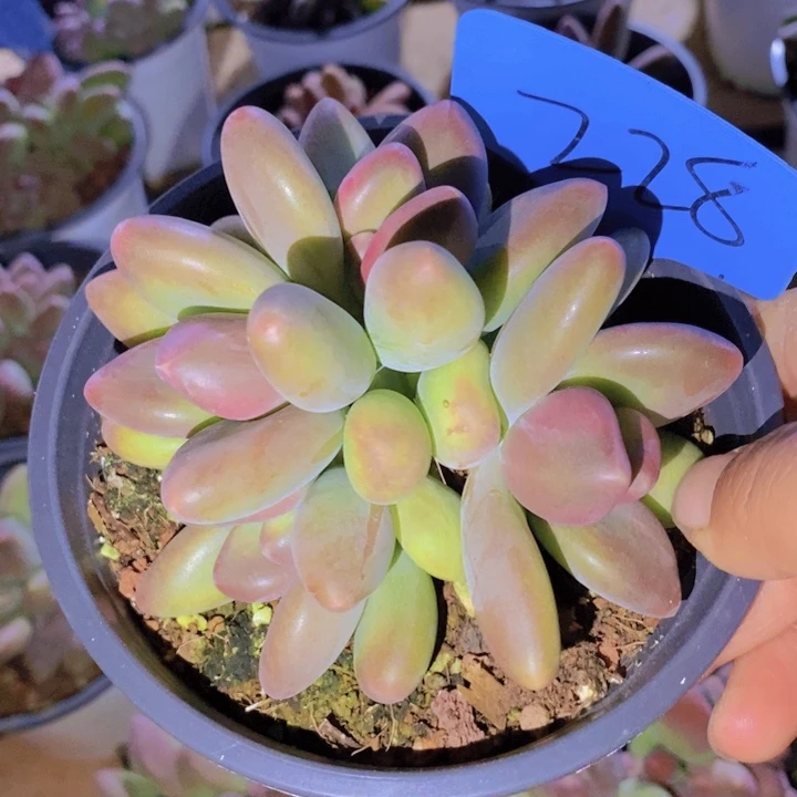 你也不要给你自己