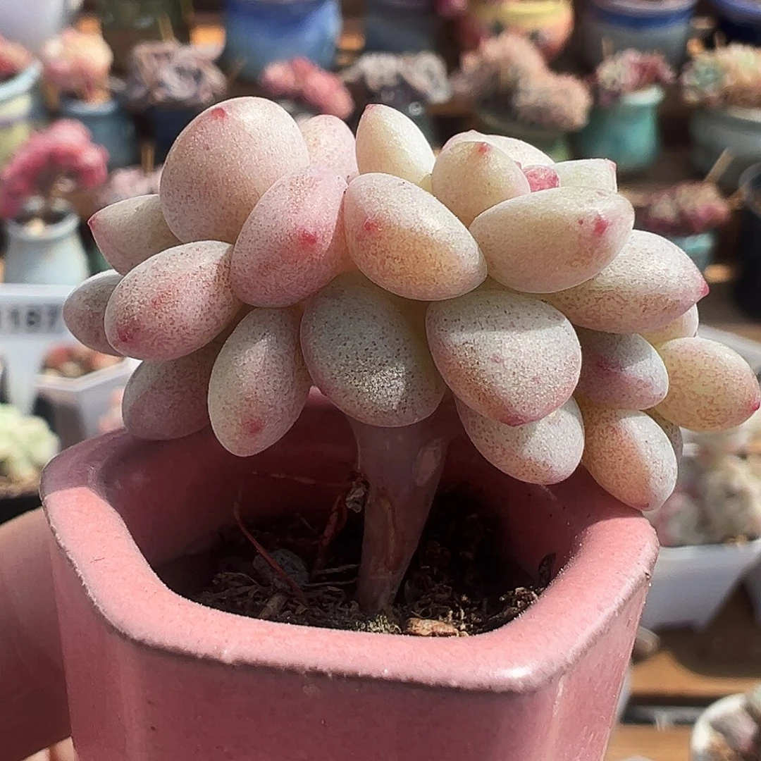 小树朵朵阳光玫瑰