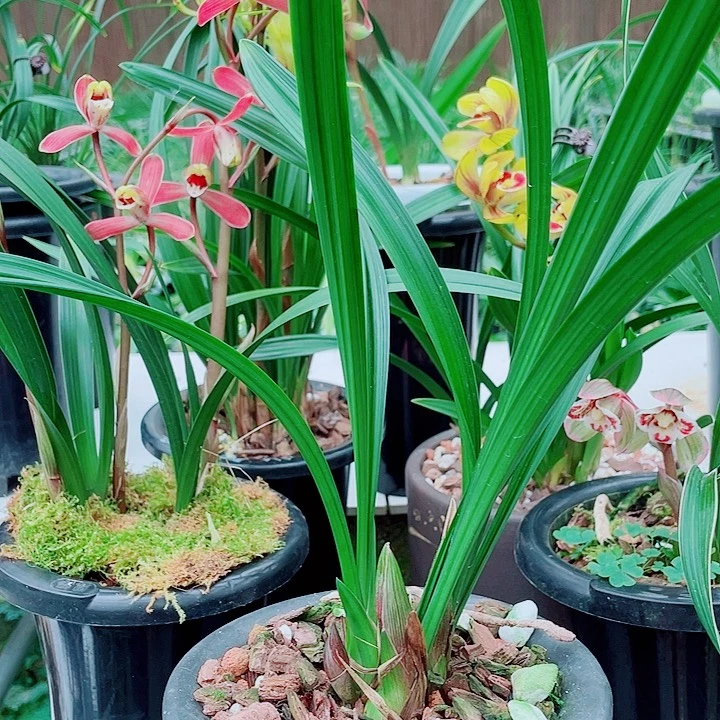 *****完全开放一物一漂亮开花