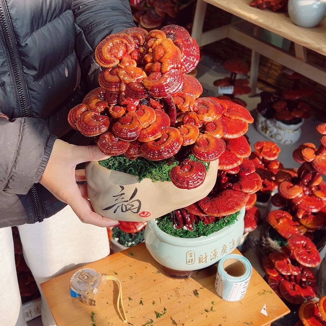 无花朵灵芝盆景大二层649