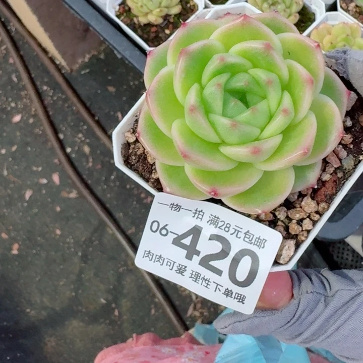 阿祖多肉无盆土发货多