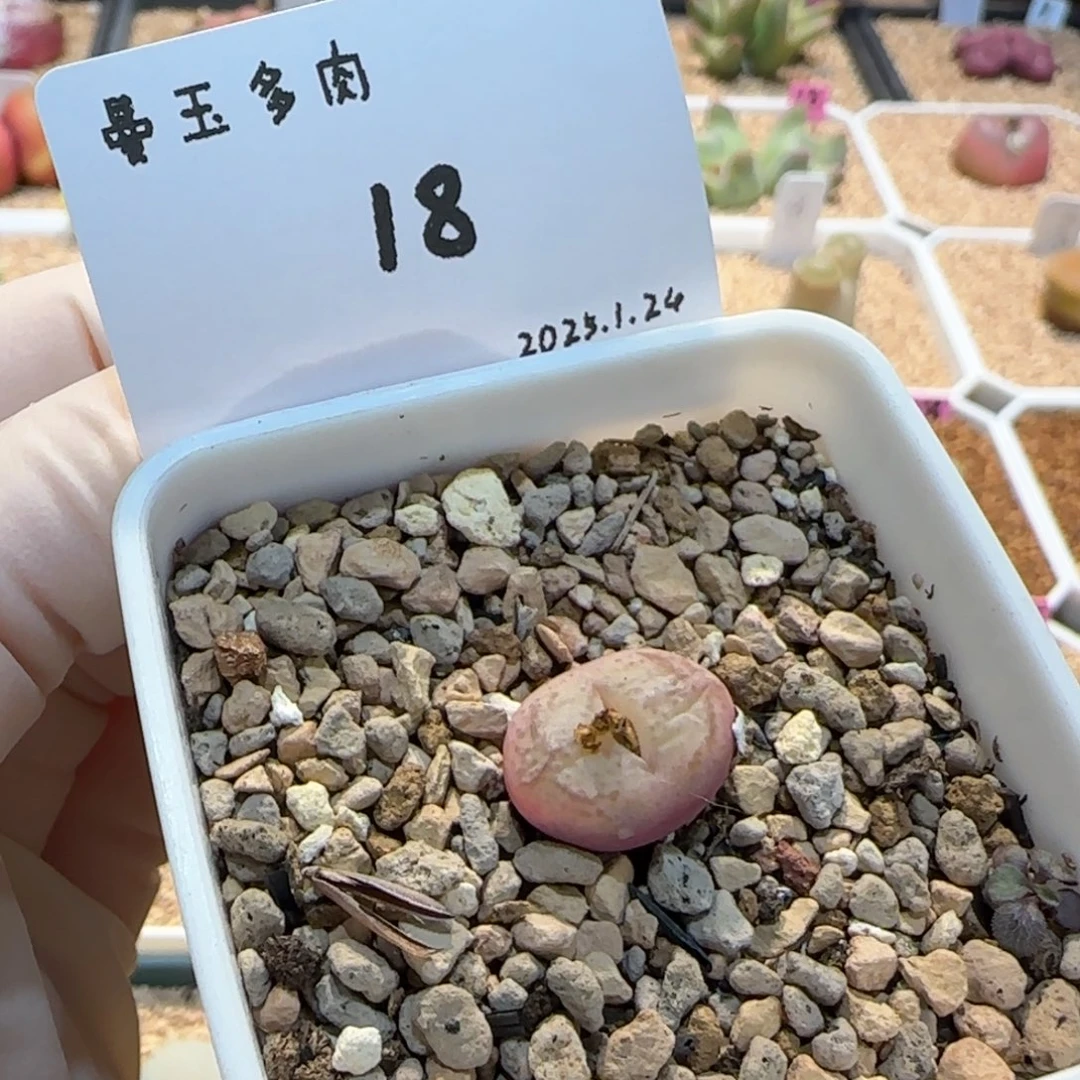 瑶**圆多肉多肉多肉1.24-018