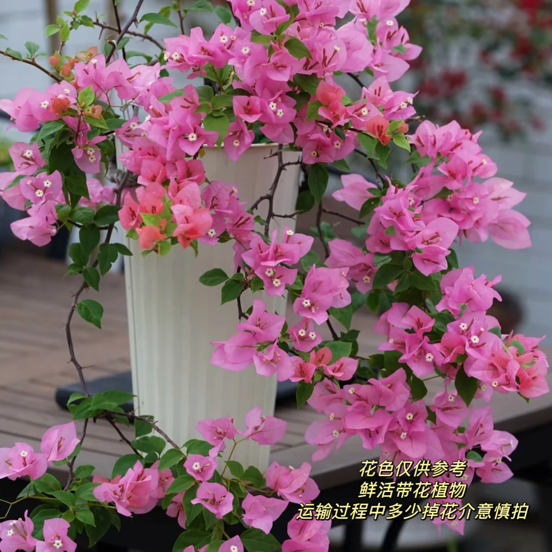 橙粉公主·带花网红四季开花三角梅爬藤