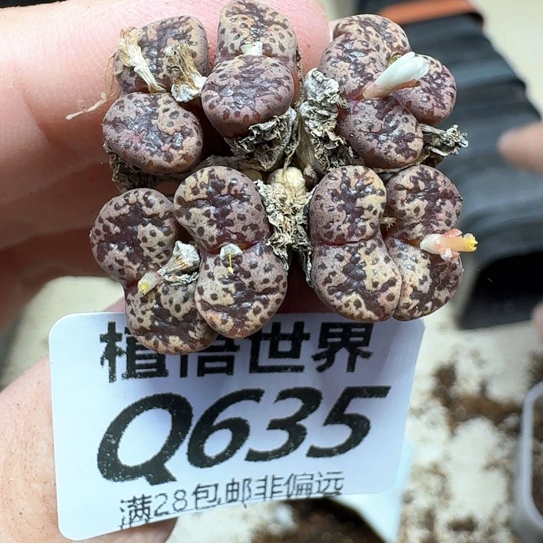 多肉植物的润泽发
