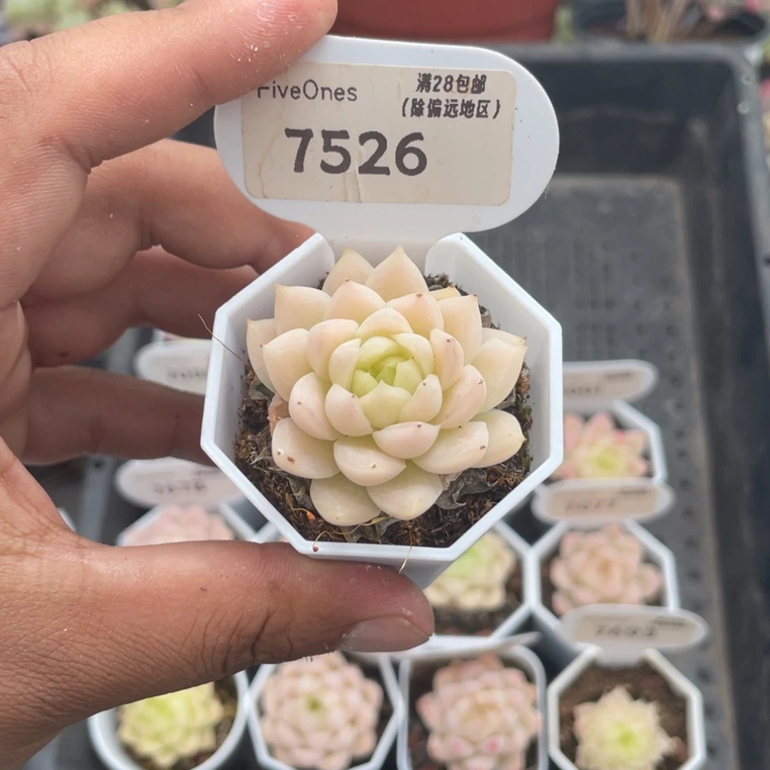 7526 麦秆3.5厘米
