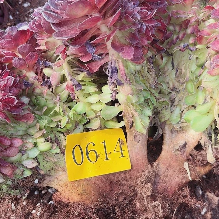 多肉植物福利0614