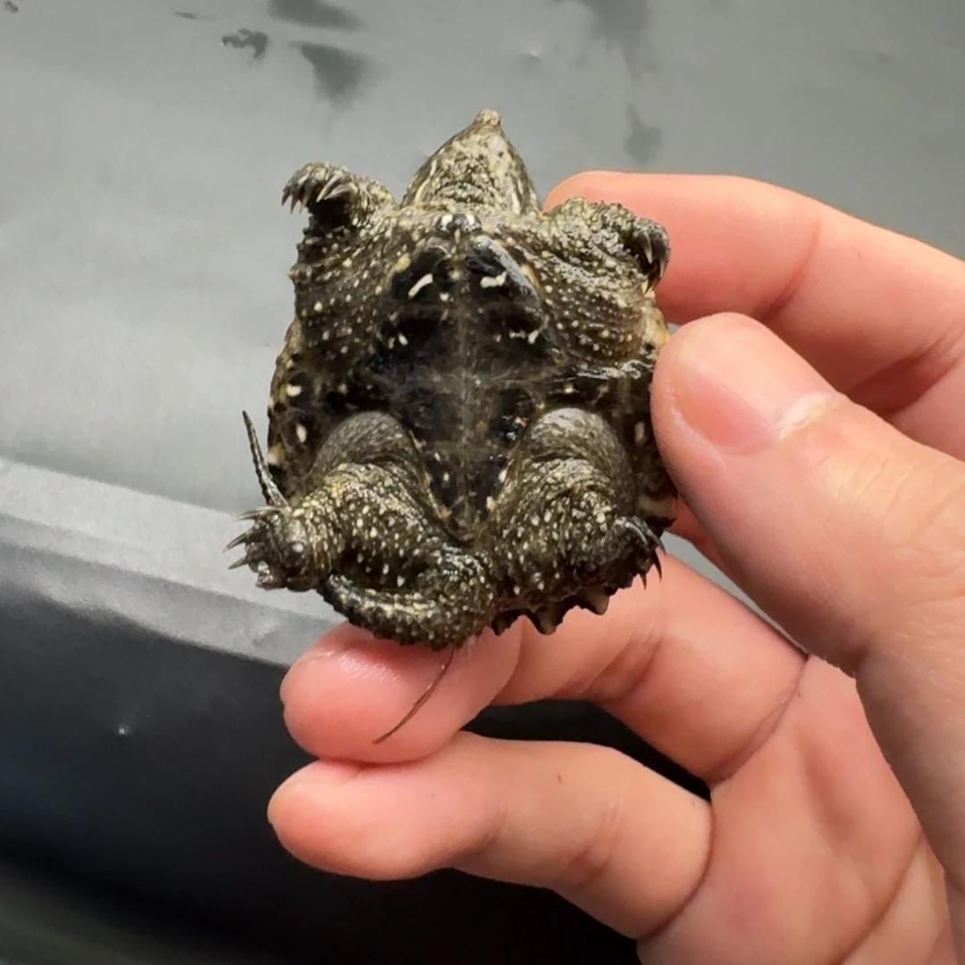 不分公母小鳄龟111