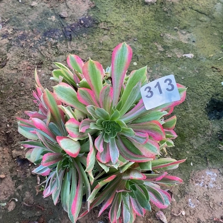313光辉七彩多肉