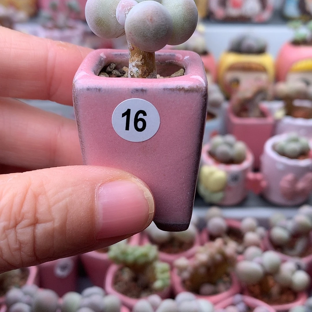 米可奶酪带盆发货