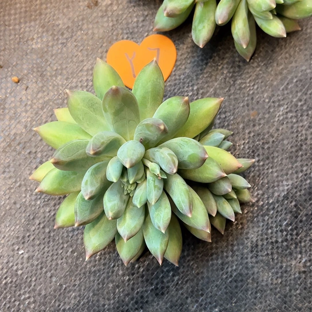 葡***子7（f h b j n b n n j