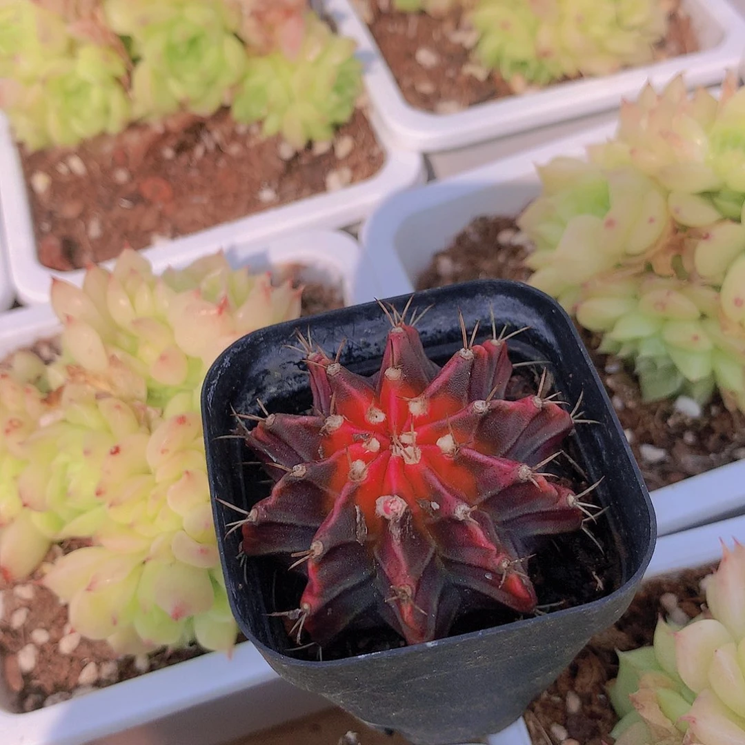 牡丹锦234577889900000