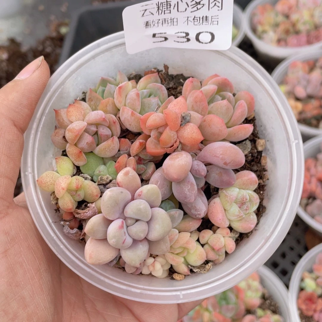 云糖心多肉植物530