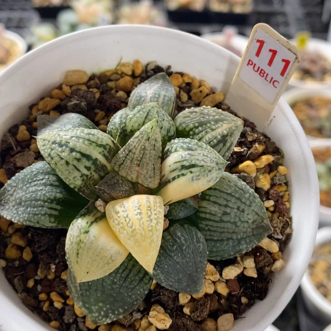 不开花植物111潘多拉