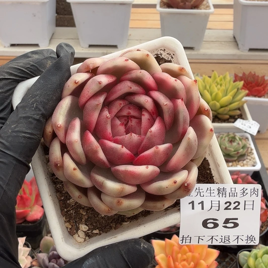 1122-65黑玫瑰锦单头