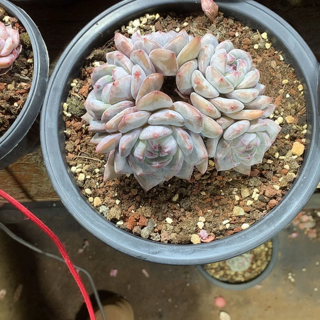 星影多肉植物哈哈