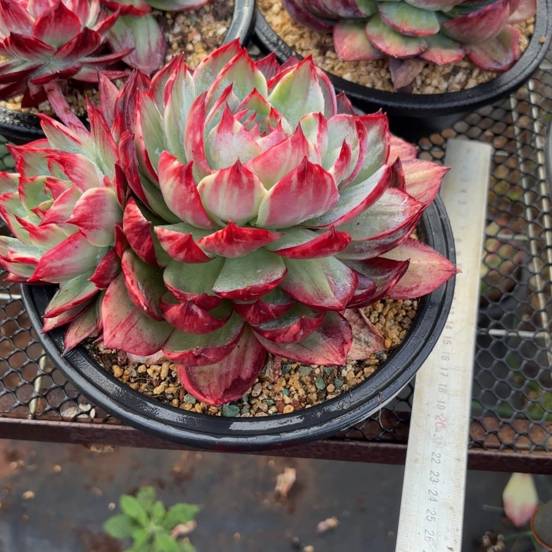 燕***哈哈哈宝贝宝贝宝贝宝贝吧