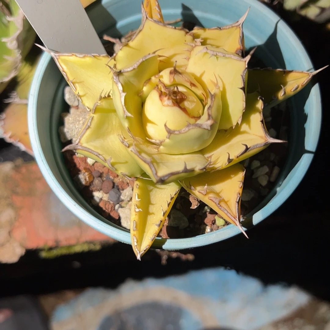 远***方拇指严龙仁王冠植物