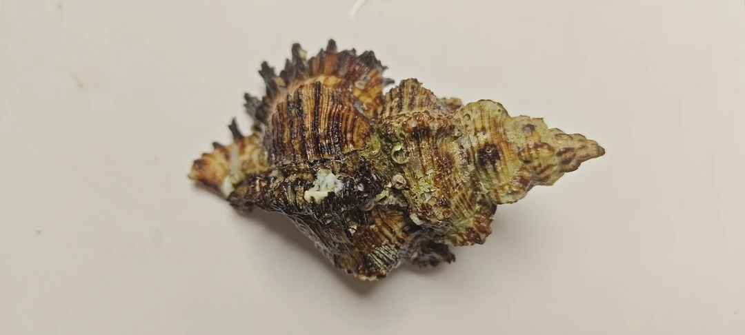 天然海螺贝壳，造景摆件工艺品手工diy直播专用