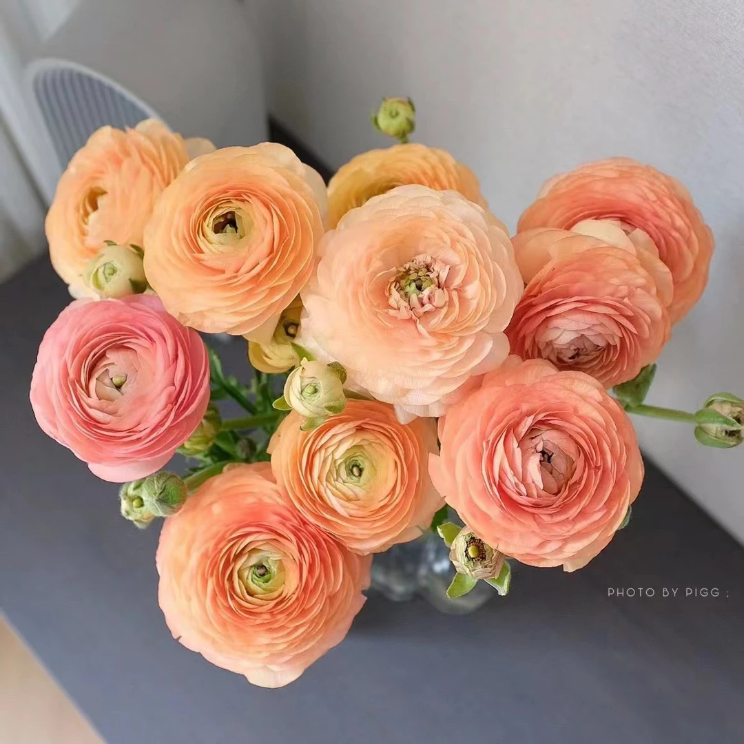 香槟洋牡丹 玫瑰鲜花 全场买两单及以上包邮 云南基地直发