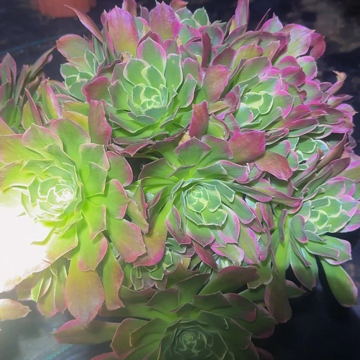 雨花石亏本福利多肉