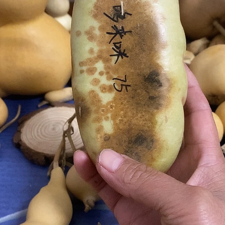 ****青皮面包葫芦大面包