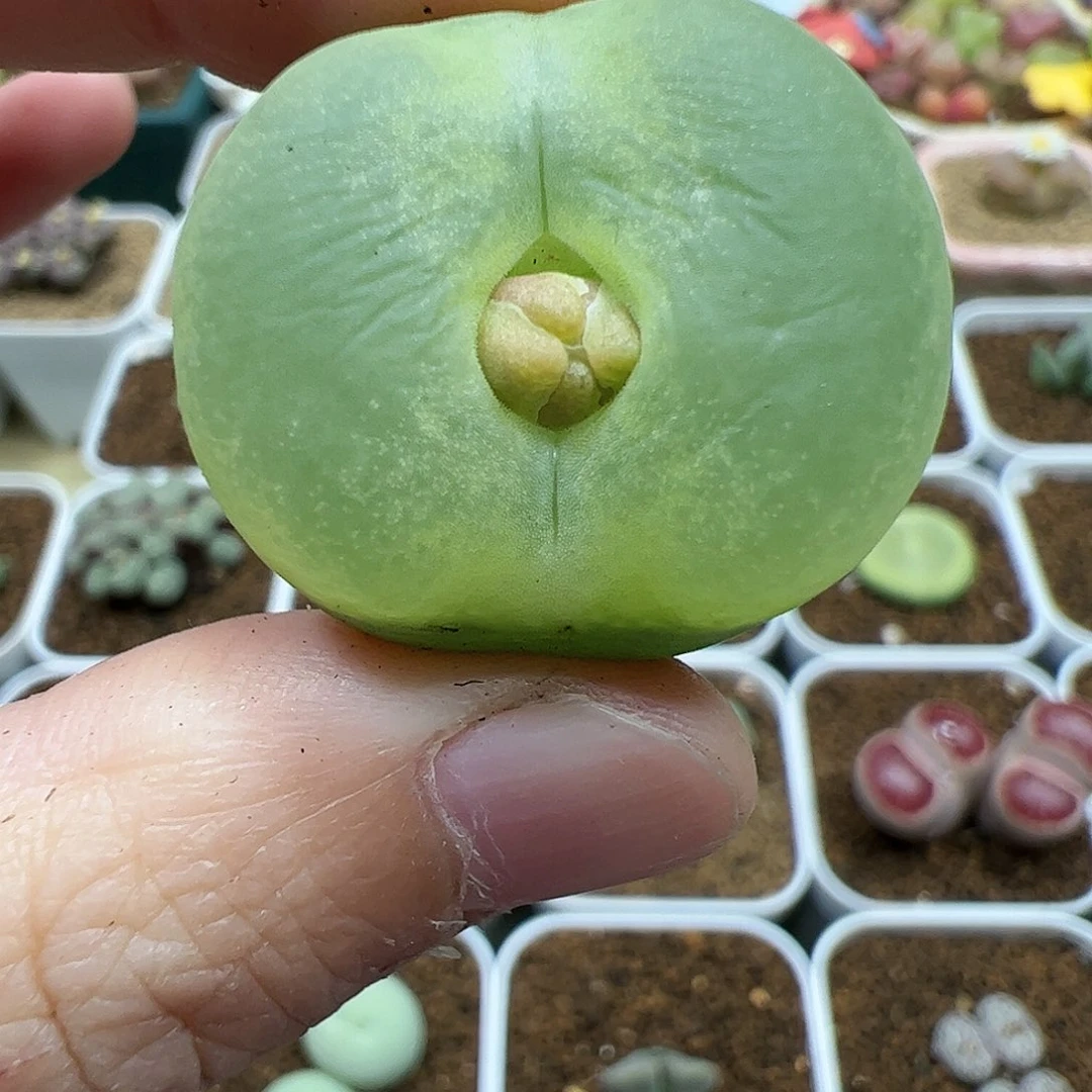 【闪购商品】302 绿蟠桃