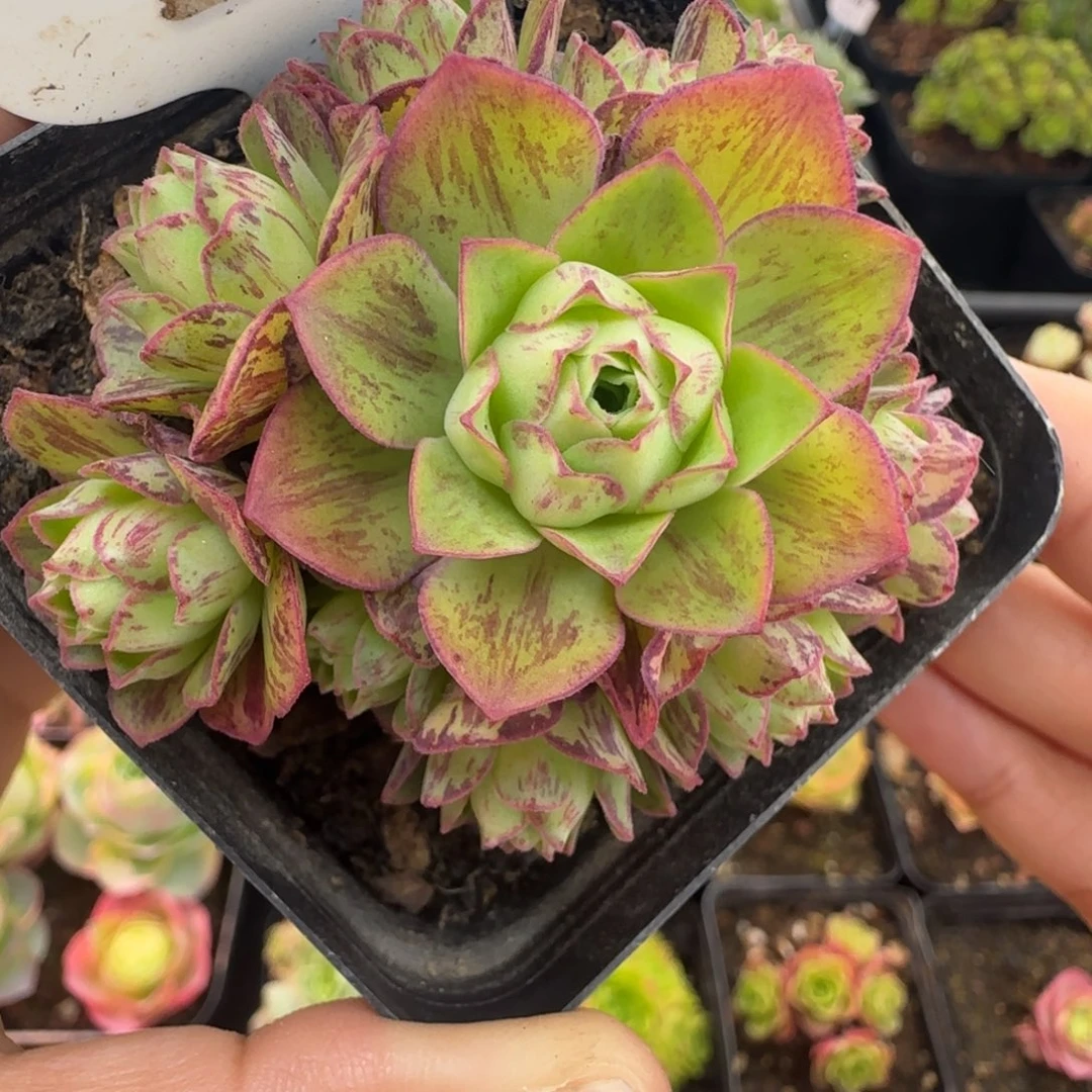 L731半城玫瑰橘子彤杂黄帕不含盆土