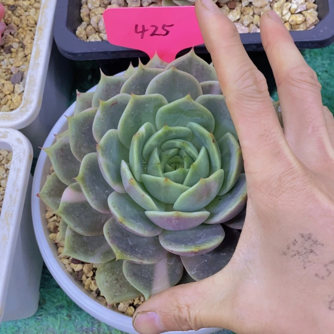 清货场，精品场一物一拍