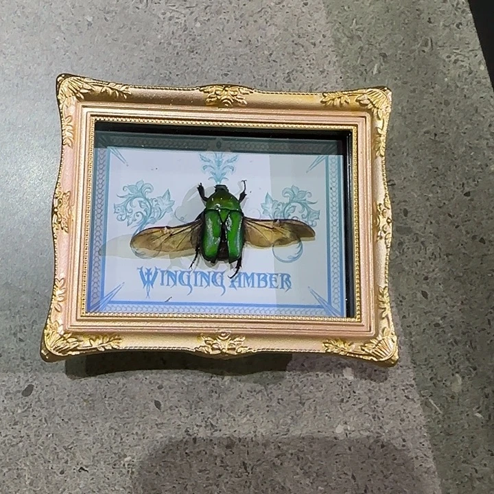 甲虫标本蝴蝶标本专拍链接